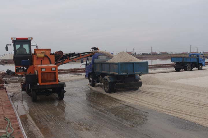 salt harvesting machine in working