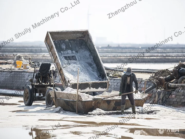 salt harvesting